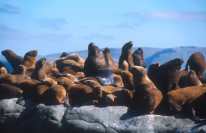 PLA VALDES sea lions 2
