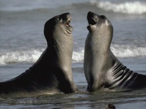 PLA VALDES sea lions 02