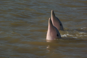 Sunset & Dolphins dolfijnen 2
